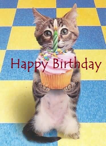 Happy Birthday – Cat Image