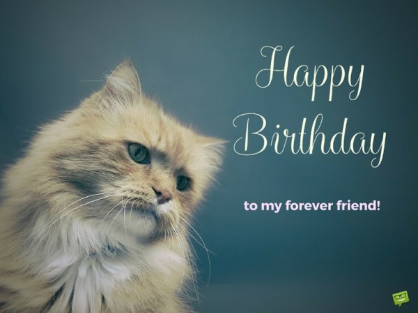 Birthday Wishes With Cats - Page 6