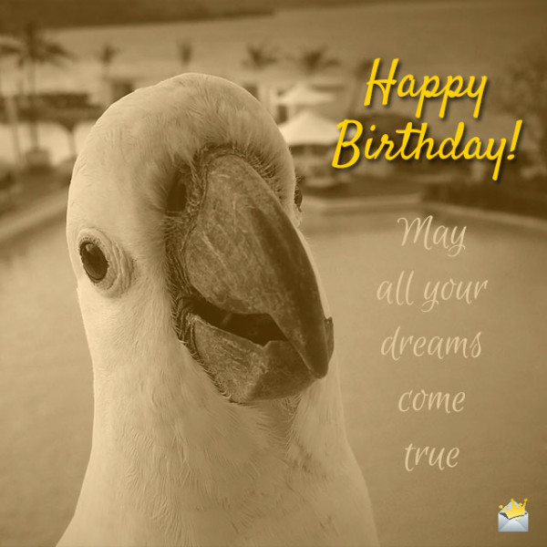 Happy Birthday With Parrot-wb23